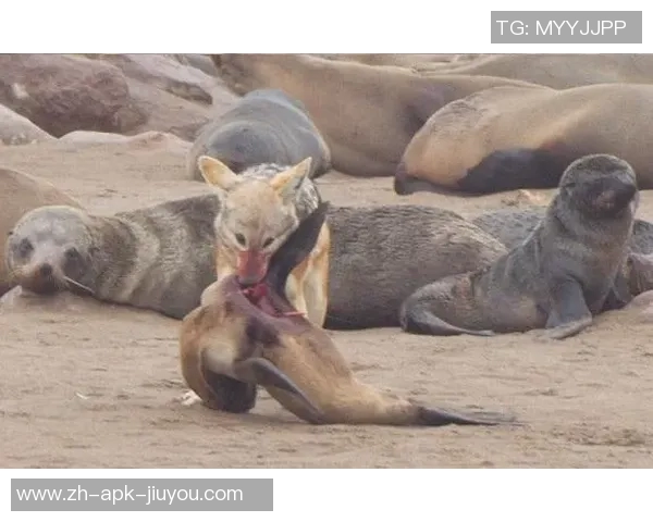 人类与熊的对抗与共存探索之旅：自然界中的生存智慧与挑战